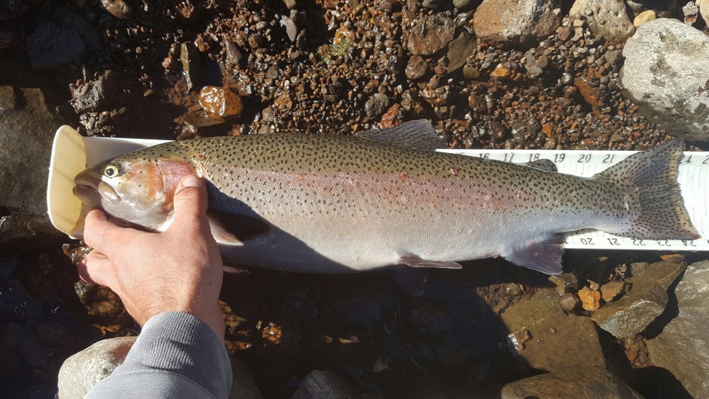 Rainbow3