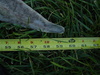 Fish pics 036 thumb