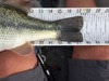 Aoty bass upgrage thumb