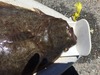Aoty halibut2 thumb