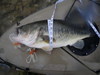 Lmb girth thumb