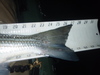 Moonlightstripertail thumb