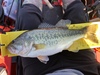 Fullsizeoutput 2163 thumb