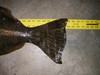Halibut38inb thumb
