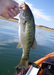 Hoganbass thumb