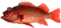 Vermillion medium