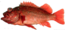 Vermillion thumb