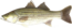 Striped bass thumb