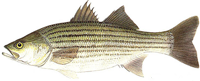 Striped_bass