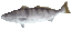 White seabass thumb