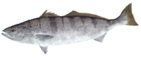 White_seabass