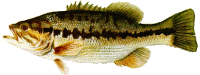 Spotted_bass