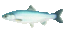 Kokanee thumb