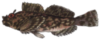 Cabezon medium