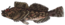 Cabezon thumb