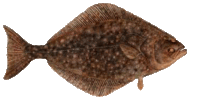 Pachali medium
