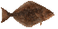 Pachali thumb
