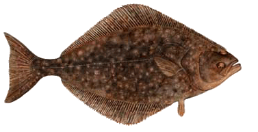 Pachali
