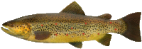 Browntrout medium