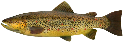 Browntrout