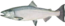 Salmon thumb