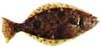 Cahalibut medium