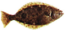 Cahalibut thumb