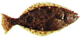 Cahalibut