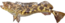 Lingcod thumb