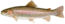 Trout thumb