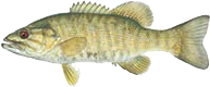 Smallmouth bass medium