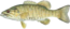 Smallmouth bass thumb