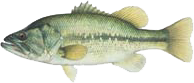 Largemouth bass medium