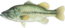 Largemouth bass thumb