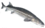 Sturgeon thumb