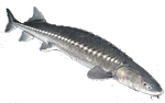 Sturgeon